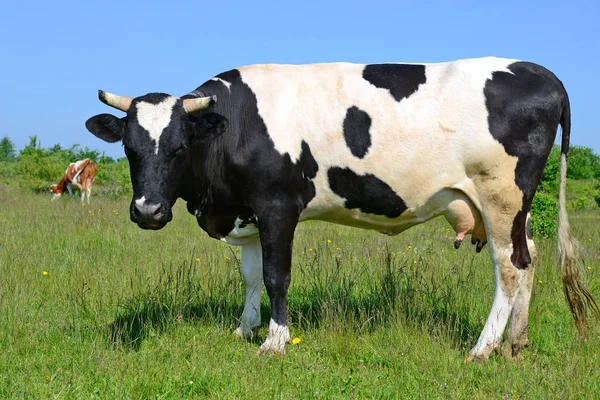 Vache Dans Pâturage Été — Photo