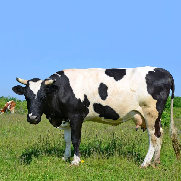 Vache Dans Pâturage Été — Photo