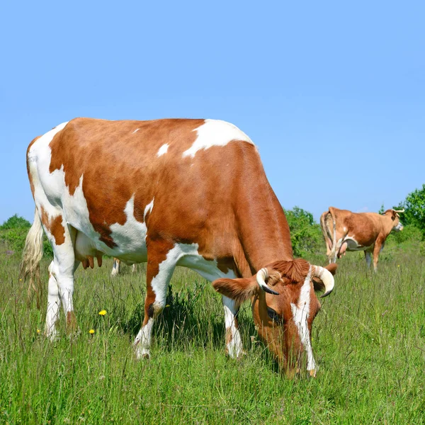 Las Vacas Pasto Verano —  Fotos de Stock