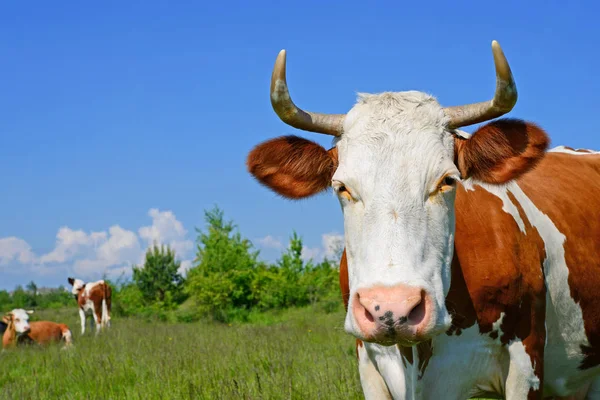 Vaca Pasto Verão — Fotografia de Stock