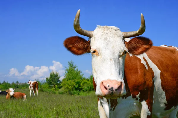 Vaca Pasto Verão — Fotografia de Stock