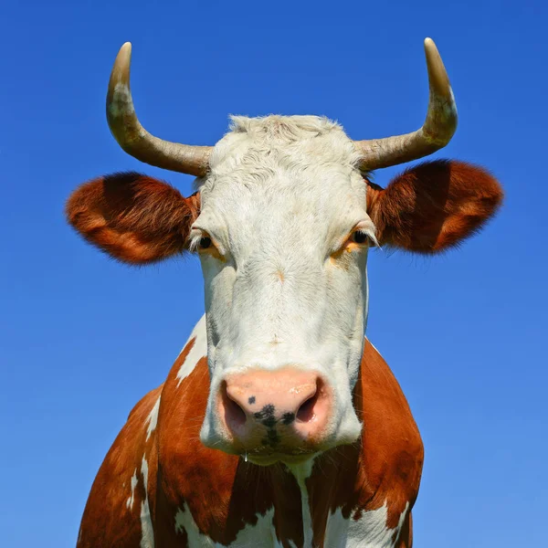 Cabeça Vaca Contra Céu — Fotografia de Stock