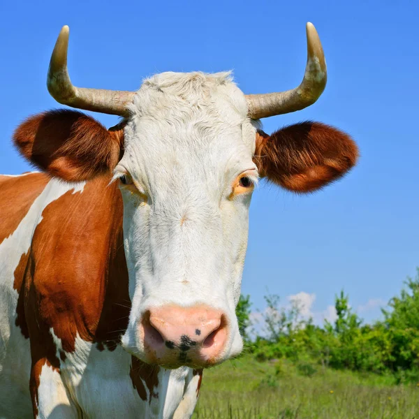 Cow Summer Pasture — Stock Photo, Image