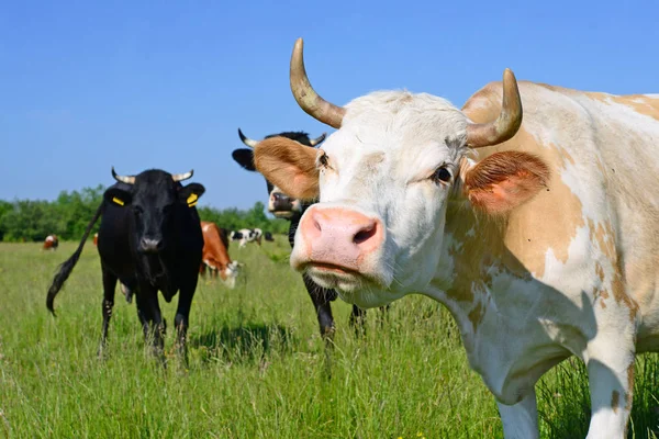 Vacas Pasto Verão — Fotografia de Stock
