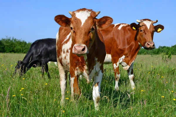 Vacas Pasto Verão — Fotografia de Stock