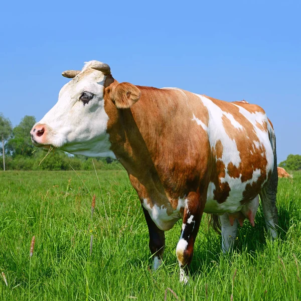 Kráva Letní Pastvině — Stock fotografie