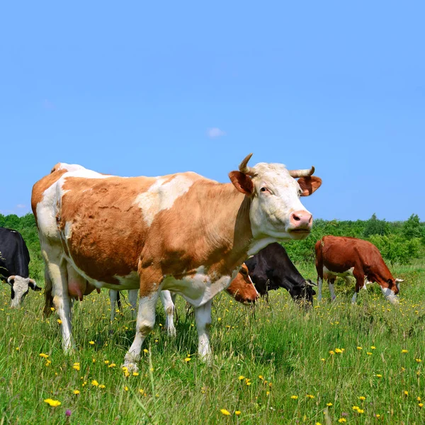 Cows Summer Pasture Royalty Free Stock Photos