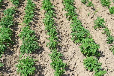 Patatesin alan genç bitkiler. 