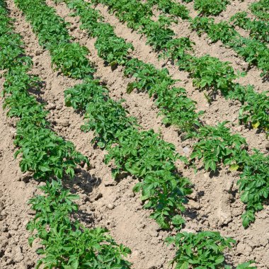 Patatesin alan genç bitkiler. 