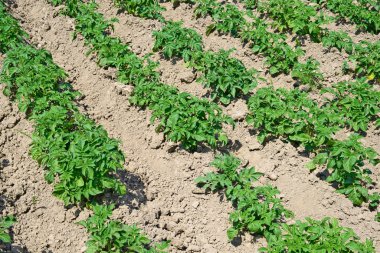 Patatesin alan genç bitkiler. 