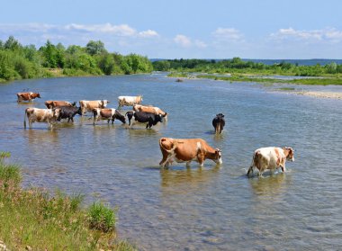 İnekler bir sulama yere