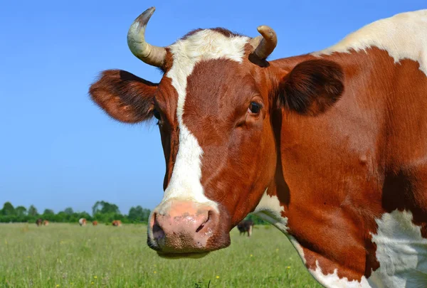 Vaca Pasto Verão — Fotografia de Stock