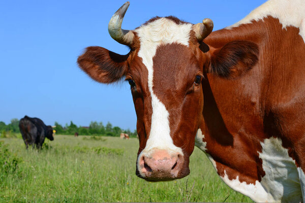 Cow on a summer pasture