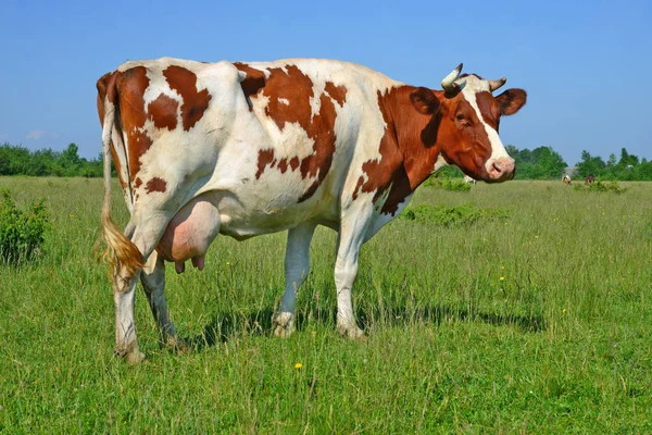 Vaca Pasto Verão — Fotografia de Stock