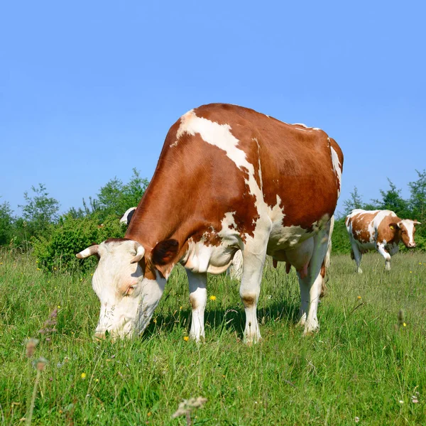 Vaca Pasto Verão — Fotografia de Stock