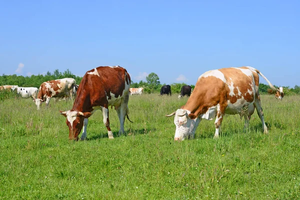 Køer Sommergræs - Stock-foto