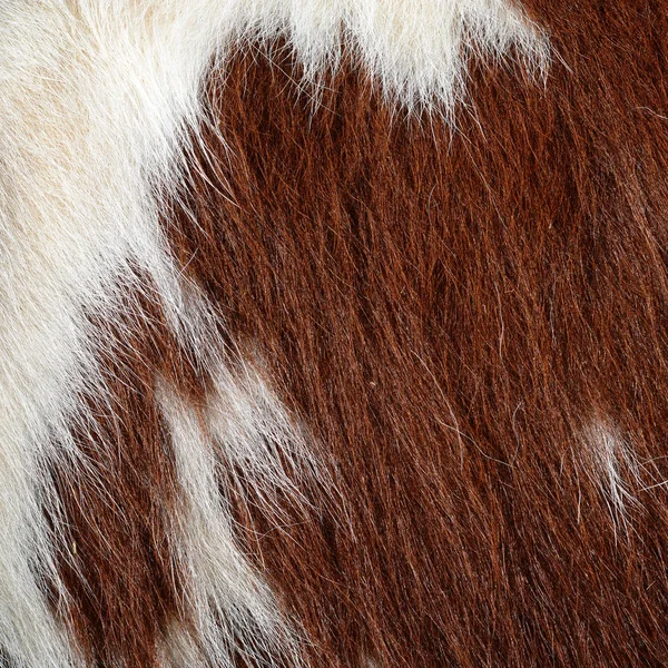 Θραύσμα Από Ένα Δέρμα Μιας Αγελάδας — Φωτογραφία Αρχείου
