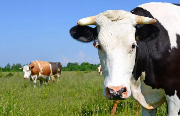 Vache Dans Pâturage Été — Photo