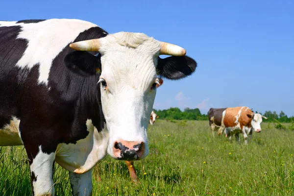 Cow Summer Pasture — Stock Photo, Image