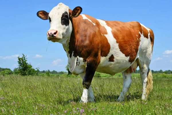 Koe Een Zomerweide — Stockfoto