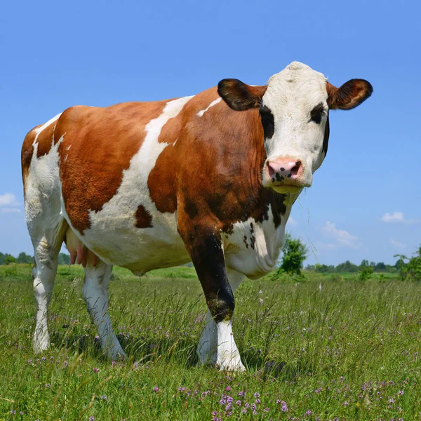 Cow Summer Pasture — Stock Photo, Image