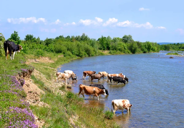 Vacas Lugar Rega — Fotografia de Stock