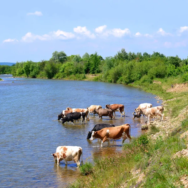Cows Watering Place — Stock Photo, Image