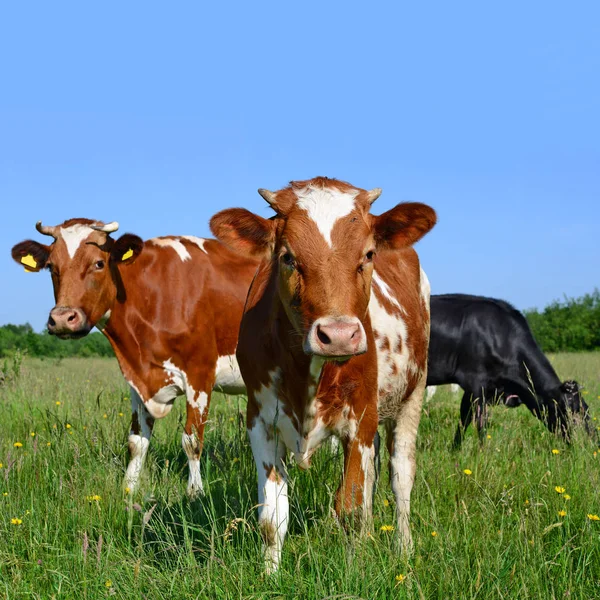 Vacas Pasto Verão — Fotografia de Stock