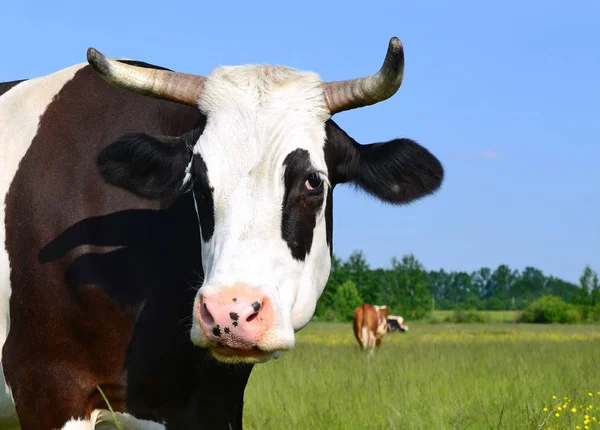 Αγελάδα Θερινό Βοσκότοπο — Φωτογραφία Αρχείου