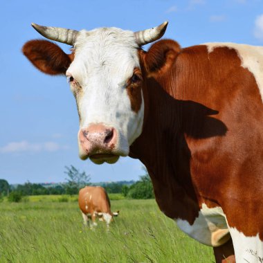 Yaz otlağında inek