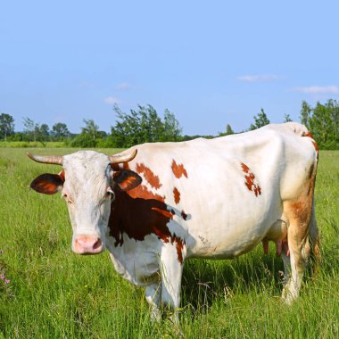 Yaz otlağında inek