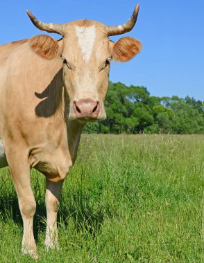 Yaz otlağında inek