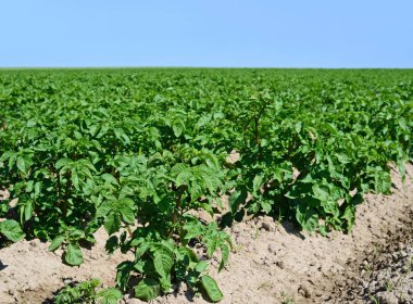 Patatesin alan genç bitkiler. 