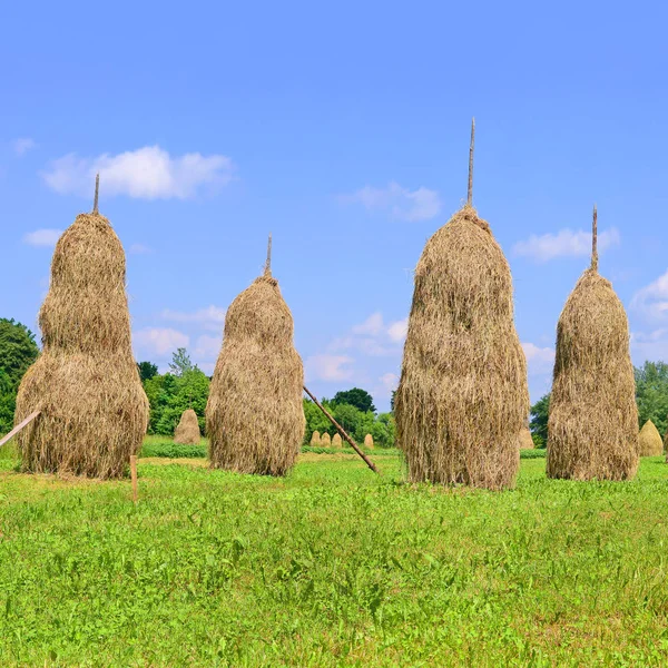 Feno Pilhas Uma Paisagem Rural Verão — Fotografia de Stock