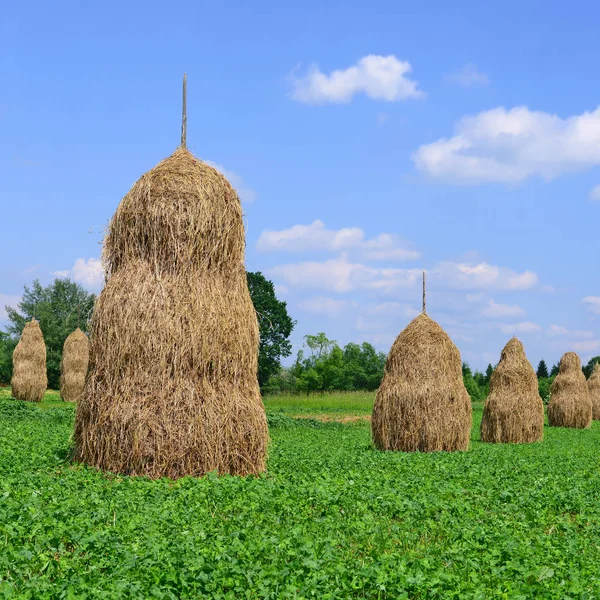 Feno Pilhas Uma Paisagem Rural Verão — Fotografia de Stock