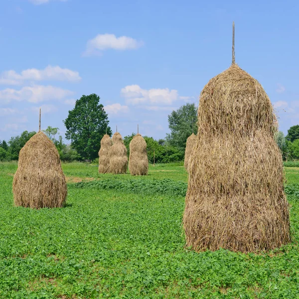 Feno Pilhas Uma Paisagem Rural Verão — Fotografia de Stock