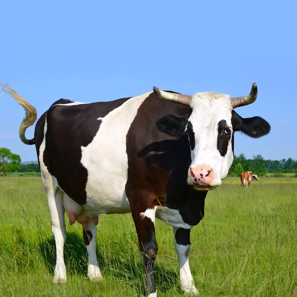 Cow Summer Pasture — Stock Photo, Image