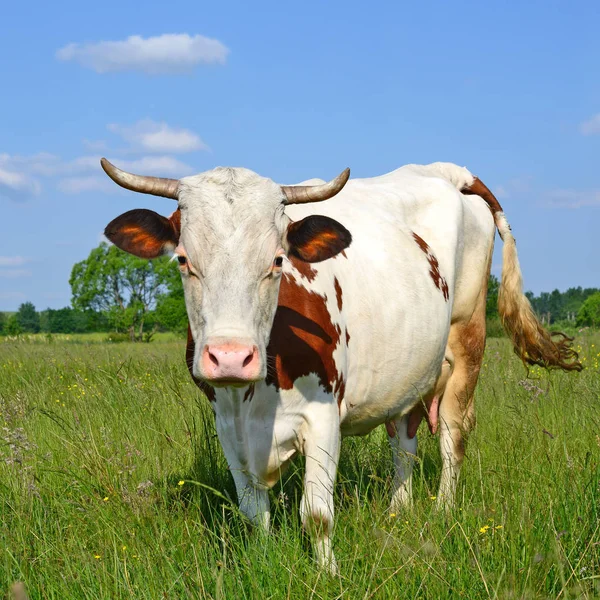 Cow Summer Pasture — Stock Photo, Image