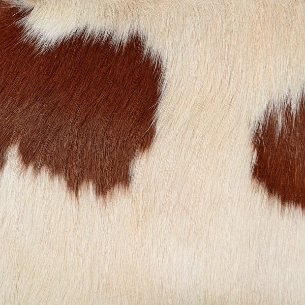 Fragmento Piel Vaca —  Fotos de Stock