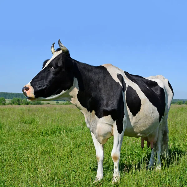 Koe Een Zomerweide — Stockfoto