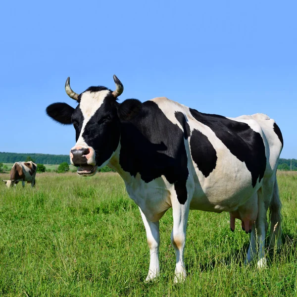 Kuh Auf Einer Sommerweide — Stockfoto