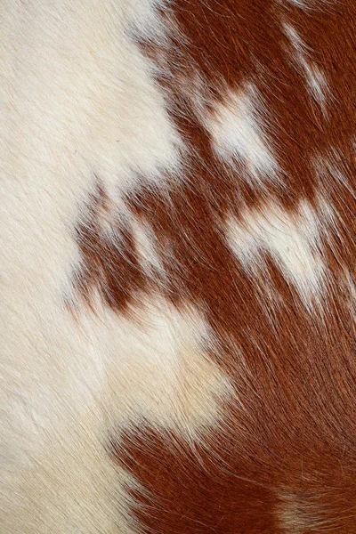 Fragmento Piel Vaca — Foto de Stock