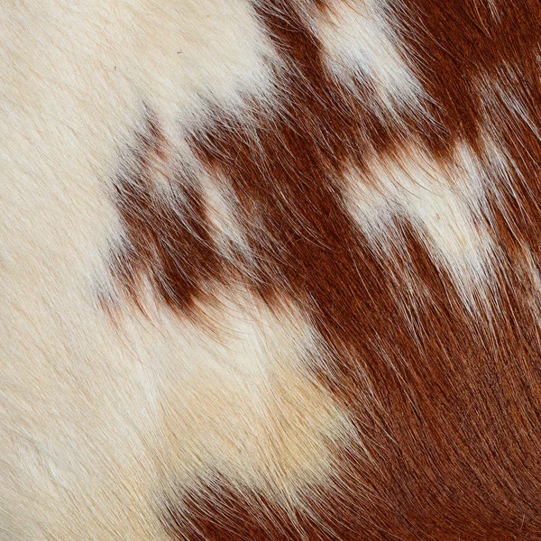 Fragment Peau Vache — Photo