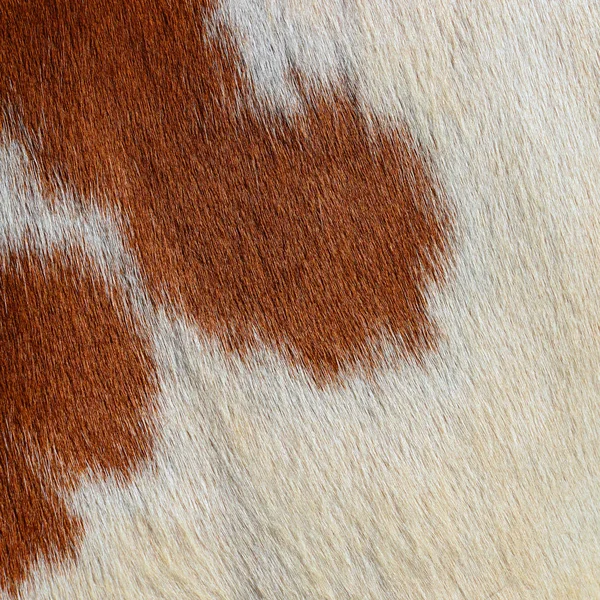 Fragment Skin Cow — Stock Photo, Image
