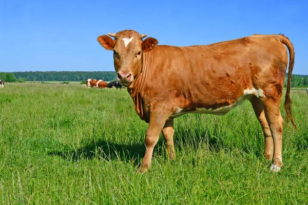 Kalven Fäbod — Stockfoto