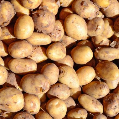 Patates, bir kırsal manzara içinde erken sebze