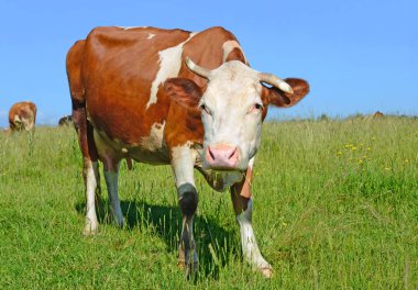 Yaz otlağında inek