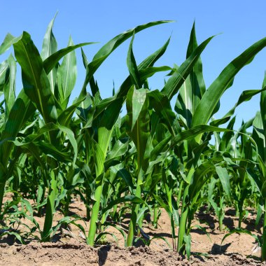 Mısır alan genç sürgünler ile