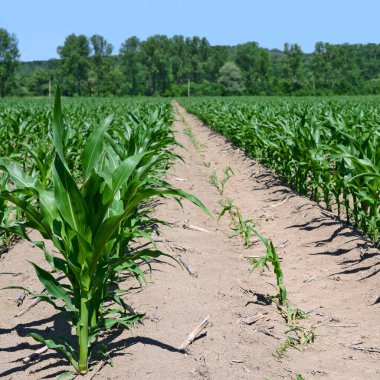 Mısır alan genç sürgünler ile