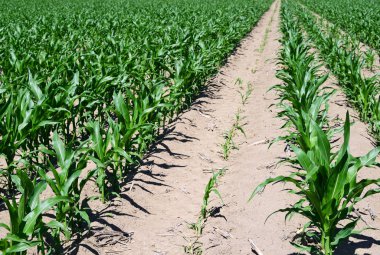 Mısır alan genç sürgünler ile